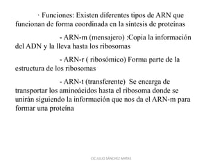 · Funciones: Existen diferentes tipos de ARN que
funcionan de forma coordinada en la síntesis de proteínas
- ARN-m (mensajero) :Copia la información
del ADN y la lleva hasta los ribosomas
- ARN-r ( ribosómico) Forma parte de la
estructura de los ribosomas
- ARN-t (transferente) Se encarga de
transportar los aminoácidos hasta el ribosoma donde se
unirán siguiendo la información que nos da el ARN-m para
formar una proteína
CIC JULIO SÁNCHEZ MATAS
 