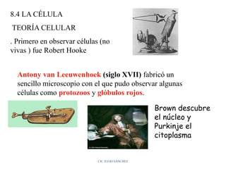 8.4 LA CÉLULA
TEORÍA CELULAR
. Primero en observar células (no
vivas ) fue Robert Hooke
Antony van Leeuwenhoek (siglo XVII) fabricó un
sencillo microscopio con el que pudo observar algunas
células como protozoos y glóbulos rojos.
CIC JULIO SÁNCHEZ
Brown descubre
el núcleo y
Purkinje el
citoplasma
 