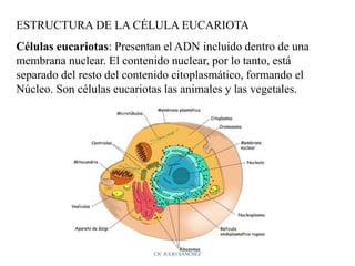 ESTRUCTURA DE LA CÉLULA EUCARIOTA
Células eucariotas: Presentan el ADN incluido dentro de una
membrana nuclear. El contenido nuclear, por lo tanto, está
separado del resto del contenido citoplasmático, formando el
Núcleo. Son células eucariotas las animales y las vegetales.
CIC JULIO SÁNCHEZ
 