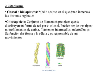 2 Citoplasma
• Citosol o hialoplasma: Medio acuoso en el que están inmersos
los distintos orgánulos
•Citoesqueleto: Conjunto de filamentos proteicos que se
distribuyen en forma de red por el citosol. Pueden ser de tres tipos;
microfilamentos de actina, filamentos intermedios; microtúbulos.
Su función dar forma a la célula y es responsable de sus
movimientos
CIC JULIO SÁNCHEZ
 