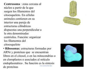 Centrosoma : zona cercana al
núcleo a partir de la que
surgen los filamentos del
citoesqueleto. En células
animales contienen en su
interior una pareja de
estructuras cilíndricas
dispuestas una perpendicular a
la otra denominadas
centriolos. Función: organizar
los filamentos del
citoesqueleto
• Ribosomas: estructuras formadas por
ARNr y proteínas que se encuentran
libres en el citosol, o en las mitocondrias o
en cloroplastos o asociados al retículo
endoplasmático . Su función es la síntesis
de proteínas
CIC JULIO SÁNCHEZ
 