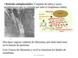 • Retículo endoplasmático: Conjunto de tubos y sacos
membranosos que se extiende por todo el citoplasma celular
Dos tipos: rugoso: cubierto de ribosomas; por tanto interviene
en la síntesis de proteínas
Liso: Carece de ribosomas y en él se sintetizan los lípidos de
membrana
CIC JULIO SÁNCHEZ
 
