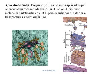 Aparato de Golgi: Conjunto de pilas de sacos aplanados que
se encuentran rodeados de vesículas. Función Almacenar
moléculas sintetizadas en el R.E para expulsarlas al exterior o
transportarlas a otros orgánulos
CIC JULIO SÁNCHEZ
 
