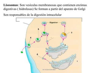 Lisosomas: Son vesículas membranosas que contienen enzimas
digestivas ( hidrolasas) Se forman a partir del aparato de Golgi
Son responsables de la digestión intracelular
CIC JULIO SÁNCHEZ
 