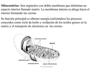Mitocondrias: Son orgánulos con doble membrana que delimitan un
espacio interior llamado matriz. La membrana interna se pliega hacia el
interior formando las crestas
Su función principal es obtener energía realizándose los procesos
conocidos como ciclo de krebs y oxidación de los ácidos grasos en la
matriz y el transporte de electrones en las crestas
CIC JULIO SÁNCHEZ
 