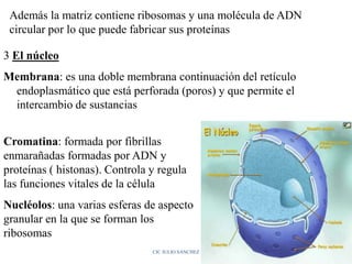 Además la matriz contiene ribosomas y una molécula de ADN
circular por lo que puede fabricar sus proteínas
3 El núcleo
Membrana: es una doble membrana continuación del retículo
endoplasmático que está perforada (poros) y que permite el
intercambio de sustancias
Cromatina: formada por fibrillas
enmarañadas formadas por ADN y
proteínas ( histonas). Controla y regula
las funciones vitales de la célula
Nucléolos: una varias esferas de aspecto
granular en la que se forman los
ribosomas
CIC JULIO SÁNCHEZ
 