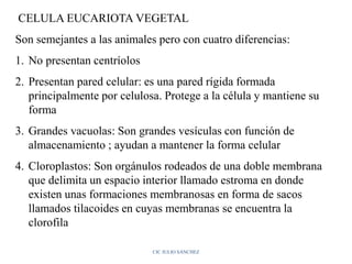 CELULA EUCARIOTA VEGETAL
Son semejantes a las animales pero con cuatro diferencias:
1. No presentan centríolos
2. Presentan pared celular: es una pared rígida formada
principalmente por celulosa. Protege a la célula y mantiene su
forma
3. Grandes vacuolas: Son grandes vesículas con función de
almacenamiento ; ayudan a mantener la forma celular
4. Cloroplastos: Son orgánulos rodeados de una doble membrana
que delimita un espacio interior llamado estroma en donde
existen unas formaciones membranosas en forma de sacos
llamados tilacoides en cuyas membranas se encuentra la
clorofila
CIC JULIO SÁNCHEZ
 