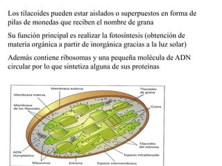 Los tilacoides pueden estar aislados o superpuestos en forma de
pilas de monedas que reciben el nombre de grana
Su función principal es realizar la fotosíntesis (obtención de
materia orgánica a partir de inorgánica gracias a la luz solar)
Además contiene ribosomas y una pequeña molécula de ADN
circular por lo que sintetiza alguna de sus proteínas
CIC JULIO SÁNCHEZ
 