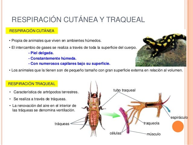Tema 8