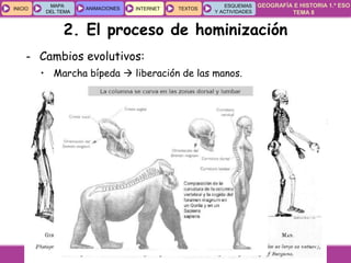 GEOGRAFÍA E HISTORIA 1.º ESO
TEMA 8
INICIOINICIO
MAPA
DEL TEMA
MAPA
DEL TEMA
ANIMACIONESANIMACIONES INTERNETINTERNET TEXTOSTEXTOSTEXTOS
ESQUEMAS
Y ACTIVIDADES
ESQUEMAS
Y ACTIVIDADES
- Cambios evolutivos:
• Marcha bípeda  liberación de las manos.
• Dedo pulgar oponible  elaborar herramientas.
• Desarrollo del cerebro  lenguaje verbal.
• Cambios en la estructura facial  disminución del tamaño de
las mandíbulas y dientes.
• Son omnívoros (a menudo carroñeros).
2. El proceso de hominización
 