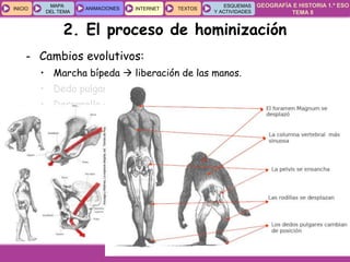 GEOGRAFÍA E HISTORIA 1.º ESO
TEMA 8
INICIOINICIO
MAPA
DEL TEMA
MAPA
DEL TEMA
ANIMACIONESANIMACIONES INTERNETINTERNET TEXTOSTEXTOSTEXTOS
ESQUEMAS
Y ACTIVIDADES
ESQUEMAS
Y ACTIVIDADES
- Cambios evolutivos:
• Marcha bípeda  liberación de las manos.
• Dedo pulgar oponible  elaborar herramientas.
• Desarrollo del cerebro  lenguaje verbal.
• Cambios en la estructura facial  disminución del tamaño de
las mandíbulas y dientes.
• Son omnívoros (a menudo carroñeros).
2. El proceso de hominización
 