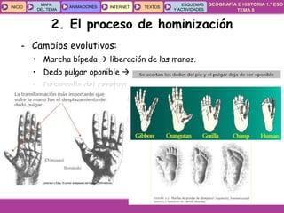 GEOGRAFÍA E HISTORIA 1.º ESO
TEMA 8
INICIOINICIO
MAPA
DEL TEMA
MAPA
DEL TEMA
ANIMACIONESANIMACIONES INTERNETINTERNET TEXTOSTEXTOSTEXTOS
ESQUEMAS
Y ACTIVIDADES
ESQUEMAS
Y ACTIVIDADES
- Cambios evolutivos:
• Marcha bípeda  liberación de las manos.
• Dedo pulgar oponible  elaborar herramientas.
• Desarrollo del cerebro  lenguaje verbal.
• Cambios en la estructura facial  disminución del tamaño de
las mandíbulas y dientes.
• Son omnívoros (a menudo carroñeros).
2. El proceso de hominización
 