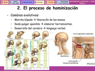 GEOGRAFÍA E HISTORIA 1.º ESO
TEMA 8
INICIOINICIO
MAPA
DEL TEMA
MAPA
DEL TEMA
ANIMACIONESANIMACIONES INTERNETINTERNET TEXTOSTEXTOSTEXTOS
ESQUEMAS
Y ACTIVIDADES
ESQUEMAS
Y ACTIVIDADES
- Cambios evolutivos:
• Marcha bípeda  liberación de las manos.
• Dedo pulgar oponible  elaborar herramientas.
• Desarrollo del cerebro  lenguaje verbal.
• Cambios en la estructura facial  disminución del tamaño de
las mandíbulas y dientes.
• Son omnívoros (a menudo carroñeros).
2. El proceso de hominización
 