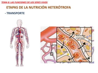 TEMA 8: LAS FUNCIONES DE LOS SERES VIVOS
ETAPAS DE LA NUTRICIÓN HETERÓTROFA
- TRANSPORTE
 