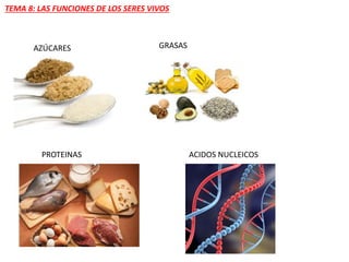 AZÚCARES GRASAS
PROTEINAS ACIDOS NUCLEICOS
TEMA 8: LAS FUNCIONES DE LOS SERES VIVOS
 