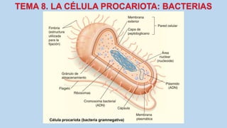 Célula procariota (bacteria gramnegativa)
 
