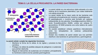 • La pared celular es una estructura rígida adosada a la cara
externa de la membrana plasmática, que rodea totalmente
a la célula procariota.
• La pared celular de la mayor parte de las bacterias está
constituida principalmente por mureína o peptidoglucano.
• El peptidoglucano o mureína está formado por cadenas
polisacáridas de dos glúcidos: N-acetilglucosamina (NAG) y
ácido N-acetilmurámico (NAM), unidos por enlaces O-
glucosídicos. El NAM presenta una corta cadena de cuatro
aminoácidos.
• Se pueden establecer enlaces peptídicos intercatenarios
entre los tetrapéptidos de cadenas polisacáridas
adyacentes.
• Existen dos modelos de pared celular que nos permiten
clasificar a las bacterias en grampositivas y gramnegativas.
La pared celular cumple las siguientes funciones:
• Mantiene la forma de la célula, le da rigidez y previene la lisis
osmótica.
• Protege a la célula de posibles ataques de patógenos o sustancias
que podrían destruirla.
• Regula el intercambio de sustancias con el exterior, principalmente
la membrana externa de las paredes gramnegativas.
 