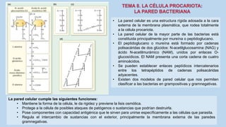 • La pared celular es una estructura rígida adosada a la cara
externa de la membrana plasmática, que rodea totalmente
a la célula procariota.
• La pared celular de la mayor parte de las bacterias está
constituida principalmente por mureína o peptidoglucano.
• El peptidoglucano o mureína está formado por cadenas
polisacáridas de dos glúcidos: N-acetilglucosamina (NAG) y
ácido N-acetilmurámico (NAM), unidos por enlaces O-
glucosídicos. El NAM presenta una corta cadena de cuatro
aminoácidos.
• Se pueden establecer enlaces peptídicos intercatenarios
entre los tetrapéptidos de cadenas polisacáridas
adyacentes.
• Existen dos modelos de pared celular que nos permiten
clasificar a las bacterias en grampositivas y gramnegativas.
La pared celular cumple las siguientes funciones:
• Mantiene la forma de la célula, le da rigidez y previene la lisis osmótica.
• Protege a la célula de posibles ataques de patógenos o sustancias que podrían destruirla.
• Pose componentes con capacidad antigénica que le sirven para unirse específicamente a las células que parasita.
• Regula el intercambio de sustancias con el exterior, principalmente la membrana externa de las paredes
gramnegativas.
 