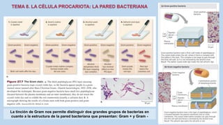 La tinción de Gram nos permite distinguir dos grandes grupos de bacterias en
cuanto a la estructura de la pared bacteriana que presentan: Gram + y Gram -
 