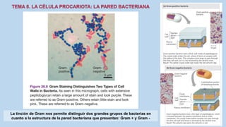 La tinción de Gram nos permite distinguir dos grandes grupos de bacterias en
cuanto a la estructura de la pared bacteriana que presentan: Gram + y Gram -
 
