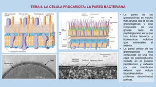 • La pared de las
grampositivas es mucho
más gruesa que la de las
gramnegativas y esta
compuesta de una
gruesa capa de
peptidoglucano en la que
hay ácidos teicoicos y
lipoteicoicos incluidos
que sobresalen al
exterior.
• La pared celular de las
grannegativas esta
compuesta de una fina
capa de peptidoglucano
incluida en el espacio
periplásmico y rodeada
por una membrana
externa que incluye
lipopolisacáridos y
proteínas denominadas
porinas.
 