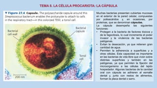 Muchas bacterias presentan cubiertas mucosas
en el exterior de la pared celular, compuestas
por polisacáridos y, en ocasiones, por
proteínas, que se denominan cápsulas.
La cápsula desempeña las siguientes
funciones:
• Protegen a la bacteria de factores tóxicos y
de la fagocitosis, lo cual incrementa el poder
invasor y la virulencia de las bacterias
patógenas.
• Evitan la desecación, ya que retienen gran
cantidad de agua.
• Permiten la adherencia a superficies y a
otras células. Esta capacidad es importante
en las bacterias de vida libre que viven sobre
distintas superficies y también en las
patógenas, ya que permiten la fijación del
microorganismo a las células del tejido
hospedador. Algunas bacterias de la cavidad
oral con cápsula se adhieren al esmalte
dental y, junto con restos de alimentos,
forman la placa dental o sarro.
 