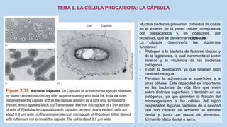 Muchas bacterias presentan cubiertas mucosas
en el exterior de la pared celular, compuestas
por polisacáridos y, en ocasiones, por
proteínas, que se denominan cápsulas.
La cápsula desempeña las siguientes
funciones:
• Protegen a la bacteria de factores tóxicos y
de la fagocitosis, lo cual incrementa el poder
invasor y la virulencia de las bacterias
patógenas.
• Evitan la desecación, ya que retienen gran
cantidad de agua.
• Permiten la adherencia a superficies y a
otras células. Esta capacidad es importante
en las bacterias de vida libre que viven
sobre distintas superficies y también en las
patógenas, ya que permiten la fijación del
microorganismo a las células del tejido
hospedador. Algunas bacterias de la cavidad
oral con cápsula se adhieren al esmalte
dental y, junto con restos de alimentos,
forman la placa dental o sarro.
 