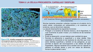 Muchas bacterias presentan cubiertas mucosas en el exterior de la
pared celular, compuestas por polisacáridos y, en ocasiones, por
proteínas, que se denominan cápsulas.
La cápsula desempeña las siguientes funciones:
• Protegen a la bacteria de factores tóxicos y de la fagocitosis, lo
cual incrementa el poder invasor y la virulencia de las bacterias
patógenas.
• Evitan la desecación, ya que retienen gran cantidad de agua.
• Permiten la adherencia a superficies y a otras células. Esta
capacidad es importante en las bacterias de vida libre que viven
sobre distintas superficies y también en las patógenas, ya que
permiten la fijación del microorganismo a las células del tejido
hospedador. Algunas bacterias de la cavidad oral con cápsula se
adhieren al esmalte dental y, junto con restos de alimentos,
forman la placa dental o sarro.
EPS: Sustancias Poliméricas Extracelulares: (polisacáridos, aminoácidos y
otros componentes)
 