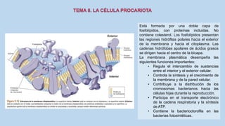 Está formada por una doble capa de
fosfolípidos, con proteínas incluidas. No
contiene colesterol. Los fosfolípidos presentan
las regiones hidrófilas polares hacia el exterior
de la membrana y hacia el citoplasma. Las
cadenas hidrófobas apolares de ácidos grasos
se dirigen hacia el centro de la bicapa.
La membrana plasmática desempeña las
siguientes funciones importantes:
• Regula el intercambio de sustancias
entre el interior y el exterior celular.
• Controla la síntesis y el crecimiento de
la membrana y de la pared celular.
• Contribuye a la distribución de los
cromosomas bacterianos hacia las
células hijas durante la reproducción.
• Participa en el transporte electrónico
de la cadena respiratoria y la síntesis
de ATP.
• Contiene la bacterioclorofila en las
bacterias fotosintéticas.
 
