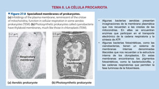 • Algunas bacterias aerobias presentan
invaginaciones de la membrana plasmática
que nos recuerdan a las crestas de las
mitocondrias. En ellas se encuentran
enzimas que participan en el transporte
electrónico de la cadena respiratoria y la
síntesis de ATP.
• Algunas bacterias fotosintéticas, como las
cianobacterias, tienen un sistema de
membranas internas denominadas
tilacoides que nos recuerdan a la estructura
interna de los cloroplastos. En estas
membranas encontramos los pigmentos
fotosintéticos, como la bacterioclorofila, y
las cadenas respiratorias que permiten la
fase luminosa de la fotosíntesis.
 