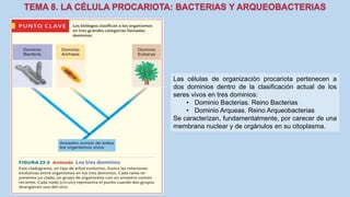 Las células de organización procariota pertenecen a
dos dominios dentro de la clasificación actual de los
seres vivos en tres dominios:
• Dominio Bacterias. Reino Bacterias
• Dominio Arqueas. Reino Arqueobacterias
Se caracterizan, fundamentalmente, por carecer de una
membrana nuclear y de orgánulos en su citoplasma.
 