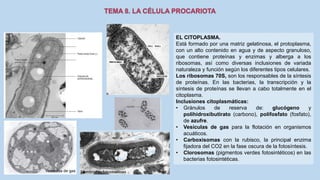 EL CITOPLASMA.
Está formado por una matriz gelatinosa, el protoplasma,
con un alto contenido en agua y de aspecto granuloso,
que contiene proteínas y enzimas y alberga a los
ribosomas, así como diversas inclusiones de variada
naturaleza y función según los diferentes tipos celulares.
Los ribosomas 70S, son los responsables de la síntesis
de proteínas. En las bacterias, la transcripción y la
síntesis de proteínas se llevan a cabo totalmente en el
citoplasma.
Inclusiones citoplasmáticas:
• Gránulos de reserva de: glucógeno y
polihidroxibutirato (carbono), polifosfato (fosfato),
de azufre.
• Vesículas de gas para la flotación en organismos
acuáticos.
• Carboxisomas con la rubisco, la principal enzima
fijadora del CO2 en la fase oscura de la fotosíntesis.
• Clorosomas (pigmentos verdes fotosintéticos) en las
bacterias fotosintéticas.
Vesículas de gas Membranas fotosintéticas
 