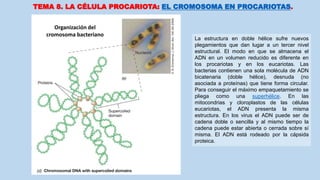 TEMA 8. LA CÉLULA PROCARIOTA: EL CROMOSOMA EN PROCARIOTAS.
La estructura en doble hélice sufre nuevos
plegamientos que dan lugar a un tercer nivel
estructural. El modo en que se almacena el
ADN en un volumen reducido es diferente en
los procariotas y en los eucariotas. Las
bacterias contienen una sola molécula de ADN
bicatenaria (doble hélice), desnuda (no
asociada a proteínas) que tiene forma circular.
Para conseguir el máximo empaquetamiento se
pliega como una superhélice. En las
mitocondrias y cloroplastos de las células
eucariotas, el ADN presenta la misma
estructura. En los virus el ADN puede ser de
cadena doble o sencilla y al mismo tiempo la
cadena puede estar abierta o cerrada sobre sí
misma. El ADN está rodeado por la cápsida
proteica.
Organización del
cromosoma bacteriano
 