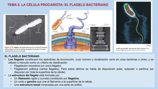 EL FLAGELO BACTERIANO
• Los flagelos constituyen los apéndices de locomoción, cuyo número y localización varía de unas bacterias a otras, y se
utilizan a menudo como un criterio de clasificación:
• Flagelación monotrica (un único flagelo).
• Flagelación politrica (varios flagelos). Para estos últimos se habla de disposición polar, subpolar o peritrica (se
disponen por toda la superficie de la célula).
• La estructura del flagelo está formada por:
• Un filamento rígido y curvado constituido por flagelina.
• Un codo o gancho que une el filamento a la superficie de la célula.
• Una estructura basal compuesta por una serie de anillos.
 