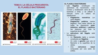 EL FLAGELO BACTERIANO
• Los flagelos constituyen los
apéndices de locomoción, cuyo
número y localización varía de unas
bacterias a otras, y se utilizan a
menudo como un criterio de
clasificación:
• Flagelación monotrica (un
único flagelo).
• Flagelación politrica (varios
flagelos). Para estos últimos se
habla de disposición polar
(lofotrica, anfitrica) o peritrica
(se disponen por toda la
superficie de la célula).
• La estructura del flagelo está
formada por:
• Un filamento rígido y curvado
constituido por flagelina.
• Un codo o gancho que une el
filamento a la superficie de la
célula.
• Una estructura basal
compuesta por una serie de
anillos.
 