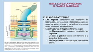 EL FLAGELO BACTERIANO
• Los flagelos constituyen los apéndices de
locomoción, cuyo número y localización varía de
unas bacterias a otras, y se utilizan a menudo
como un criterio de clasificación.
• La estructura del flagelo está formada por:
• Un filamento rígido y curvado constituido por
flagelina.
• Un codo o gancho que une el filamento a la
superficie de la célula.
• El cuerpo basal compuesta por una serie de
anillos.
 