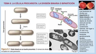 Las bacterias se
dividen por
bipartición o
fisión binaria, una
forma sencilla y
rápida de división
asexual que les
permite, en
condiciones
óptimas, dar lugar a
un clon muy
numeroso de
bacterias
genéticamente
iguales.
Las bacterias pueden
experimentar fenómenos
de parasexualidad en los
que intercambian algo de
material genético a través
de los procesos de
conjugación,
transformación y
transducción.
Septo
 