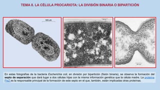 En estas fotografías de la bacteria Escherichia coli, en división por bipartición (fisión binaria), se observa la formación del
septo de separación que dará lugar a dos células hijas con la misma información genética que la célula madre. La proteína
FtsZ es la responsable principal de la formación de este septo en el que, también, están implicadas otras proteínas.
 