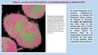 En estas fotografías de la
bacteria Streptococcus
pyogenes, en división por
bipartición (fisión binaria),
se observa la formación
del septo de separación
que dará lugar a dos
células hijas con la misma
información genética que
la célula madre. La
proteína FtsZ es la
responsable principal de la
formación de este septo
en el que, también, están
implicadas otras proteínas.
 