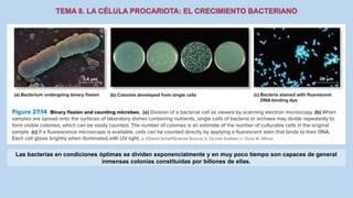 Las bacterias en condiciones óptimas se dividen exponencialmente y en muy poco tiempo son capaces de general
inmensas colonias constituidas por billones de ellas.
 