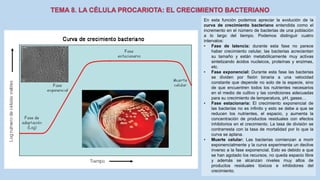 En esta función podemos apreciar la evolución de la
curva de crecimiento bacteriano entendida como el
incremento en el número de bacterias de una población
a lo largo del tiempo. Podemos distinguir cuatro
intervalos:
• Fase de latencia: durante esta fase no parece
haber crecimiento celular, las bacterias acrecientan
su tamaño y están metabólicamente muy activas
sintetizando ácidos nucleicos, proteínas y enzimas,
etc.
• Fase exponencial: Durante esta fase las bacterias
se dividen por fisión binaria a una velocidad
constante que depende no solo de la especie, sino
de que encuentren todos los nutrientes necesarios
en el medio de cultivo y las condiciones adecuadas
para su crecimiento de temperatura, pH, gases…
• Fase estacionaria: El crecimiento exponencial de
las bacterias no es infinito y esto se debe a que se
reducen los nutrientes, el espacio, y aumenta la
concentración de productos residuales con efectos
inhibitorios en el crecimiento. La tasa de división se
contrarresta con la tasa de mortalidad por lo que la
curva se aplana.
• Muerte celular: Las bacterias comienzan a morir
exponencialmente y la curva experimenta un declive
inverso a la fase exponencial. Esto es debido a que
se han agotado los recursos, no queda espacio libre
y además se alcanzan niveles muy altos de
productos residuales tóxicos e inhibidores del
crecimiento.
 