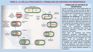FORMACIÓN DE ESPORAS DE
RESISTENCIA
Cuando el ambiente se vuelve desfavorable por
falta de nutrientes, se seca por falta de agua o
se alcanzan temperaturas extremas de calor o
frío, algunos tipos de bacterias son capaces de
sobrevivir en estado latente formando
endosporas de resistencia. La formación de
endosporas no es un tipo de reproducción
puesto que de cada bacteria sólo se forma una
espora de resistencia. Algunas endosporas son
tan resistentes que pueden sobrevivir una hora
o más de ebullición o siglos de congelación.
Cuando las condiciones ambientales
nuevamente son adecuadas para crecer, las
endosporas germinan y forman una célula
activa y en crecimiento.
Varios tipos de bacterias que forman
endosporas producen enfermedades: La
endospora de Bacillus anthracis, la bacteria que
causa el ántrax, es tan resistente que este
patógeno se ha convertido en una
preocupación como agente de guerra biológica;
la bacteria que causa tétanos (Clostridium
tetani); Cl. Botulinum, cuya toxina causa una
intoxicación alimentaria que puede ser mortal; y
la bacteria que causa gangrena gaseosa (C.
perfringens).
 