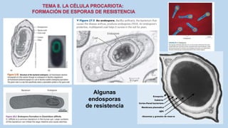 Algunas
endosporas
de resistencia
 