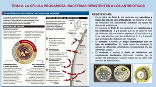 1 2
RESISTENCIAS:
• En la placa de Petri A, las bacterias son sensibles a
todos los discos con antibióticos. Se observa un halo
de inhibición del crecimiento alrededor de todos los
discos de antibióticos.
• En la placa de Petri B, las bacterias son resistentes a
los antibióticos 1 y 2 puesto que no se observa halo
de inhibición del crecimiento alrededor. El antibiótico 4 y
6 es más efectivo que los antibióticos 3, 5 y 7 puesto
que los halos de inhibición son mayores.
• El símbolo + señala un disco impregnado con un
tipo de antibiótico. En cada placa se ensayan la
acción de diferentes antibióticos representados por los
diferentes discos.
• El símbolo – señala el halo de inhibición del
crecimiento bacteriano (bacterias muertas por la
acción del antibiótico). Cuanto mayor es su radio más
efectivo es el antibiótico.
A B
3
45
6 7
+-
 