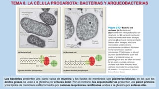 Las bacterias presentan una pared típica de mureína y los lípidos de membrana son glicerofosfolípidos en los que los
ácidos grasos se unen a la glicerina por enlaces éster. Por el contrario, las arqueobacterias presentan una pared proteica
y los lípidos de membrana están formados por cadenas isoprénicas ramificadas unidas a la glicerina por enlaces éter.
 