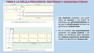 • Las bacterias presentan una pared
típica de mureína y los lípidos de
membrana son glicerofosfolípidos en
los que los ácidos grasos se unen a la
glicerina por enlaces éster.
• Por el contrario, las arqueobacterias
presentan una pared proteica y los
lípidos de membrana están formados
por cadenas isoprénicas ramificadas
unidas a la glicerina por enlaces éter.
 