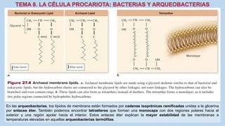 En las arqueobacterias, los lípidos de membrana están formados por cadenas isoprénicas ramificadas unidas a la glicerina
por enlaces éter. También podemos encontrar tetraéteres que forman una monocapa con dos regiones polares hacia el
exterior y una región apolar hacia el interior. Estos enlaces éter explican la mayor estabilidad de las membranas a
temperaturas elevadas en aquellas arqueobacterias termófilas.
 