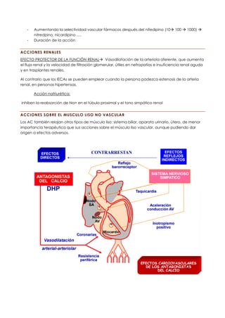- Aumentando la selectividad vascular fármacos después del nifedipino (10→ 100 → 1000) →
nitredpino, nicardipino ….
- Duración de la acción
ACCIONES RENALES
EFECTO PROTECTOR DE LA FUNCIÓN RENAL→ Vasodilatación de la arteriola aferente, que aumenta
el flujo renal y la velocidad de filtración glomerular. útiles en nefropatías e insuficiencia renal aguda
y en trasplantes renales.
Al contrario que los IECAs se pueden emplear cuando la persona padezca estenosis de la arteria
renal, en personas hipertensas.
Acción natriurética:
inhiben la reabsorción de Na+ en el túbulo proximal y el tono simpático renal
ACCIONES SOBRE EL MUSCULO LISO NO VASCULAR
Los AC también relajan otros tipos de músculo liso: sistema biliar, aparato urinario, útero, de menor
importancia terapéutica que sus acciones sobre el músculo liso vascular, aunque pudiendo dar
origen a efectos adversos.
 