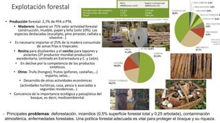 Explotación forestal
- Principales problemas: deforestación, incendios (0,5% superficie forestal total y 0,25 arbolada), contaminación
atmosférica, enfermedades forestales. Una política forestal adecuada es vital para proteger el bosque y su riqueza.
• Producción forestal: 2,7% de PFA o PTA.
• Maderero: Supone un 75% valor actividad forestal
construcción, mueble, papel y leña (solo 10%). Las
especies destacadas (eucalipto, pino pinaster, radiata y
silvestre…)
• Es necesario importar el 25% de la madera consumida
de zonas frías o tropicales.
• Resina para disolventes y el corcho para tapones y
aislantes (2º productor mundial-producción
excedentaria, centrado en Extremadura y C. y León).
• En declive por la competencia de los productos
sintéticos.
• Otros: Trufa (hongos), frutos (piñones, castañas,…)
esparto, setas…
• Desarrollo de otras actividades económicas
(actividades turísticas, caza, pesca o asociadas a
segundas residencias…)
• Conciencia de la importancia ecológica y paisajística del
bosque, es decir, medioambiental.
 