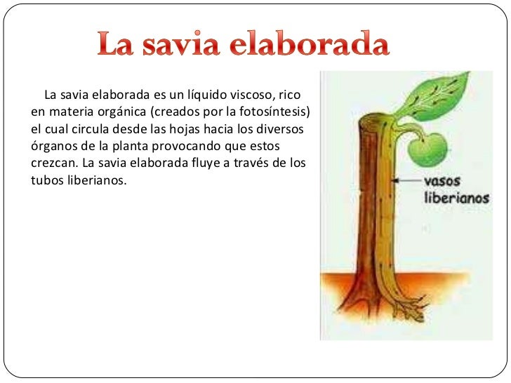 Tema 8 Nutricion de las plantas